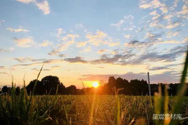高清摄影 夕阳下的绿草 fields