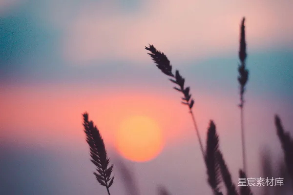 高清摄影 夕阳下的麦田轮廓