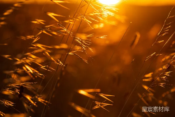 高清摄影 夕阳下的棕色小麦田