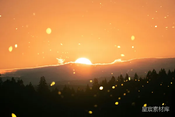 高清摄影 sunrise时的松树