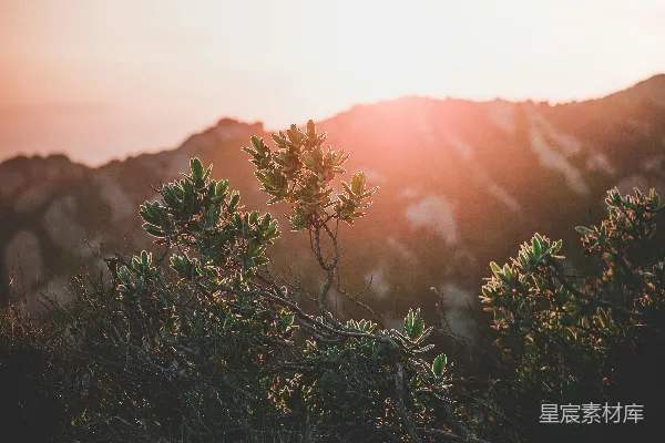 高清摄影 山下云雾中绿叶植物附近的风景摄影