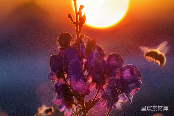 高清摄影 马可拍摄了紫色花朵的照片。