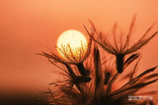 高清摄影 夕阳下的草影