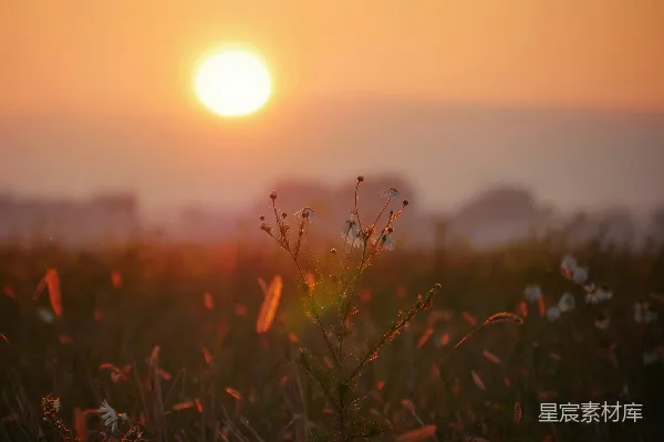 高清摄影 夕阳映照在一片野花田上。