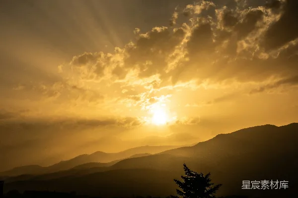 高清摄影 夕阳下的树影轮廓