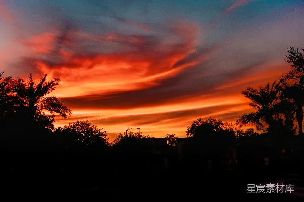 高清摄影 夕阳下的树影轮廓