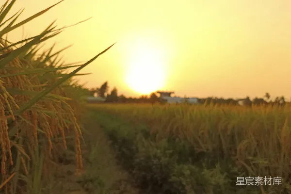高清摄影 夕阳西下，一片庄稼地之中。