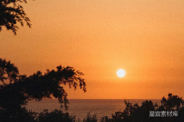 高清摄影 夕阳下的树影轮廓