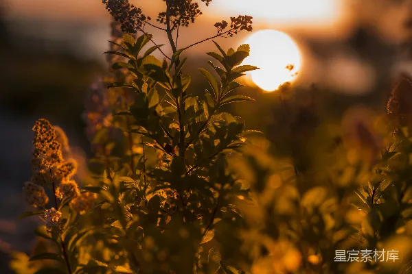 高清摄影 夕阳下的绿色植物