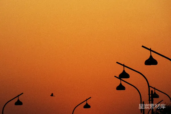 高清摄影 夕阳下鸟群的轮廓