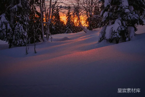 高清摄影 夕阳西下在一片雪林中