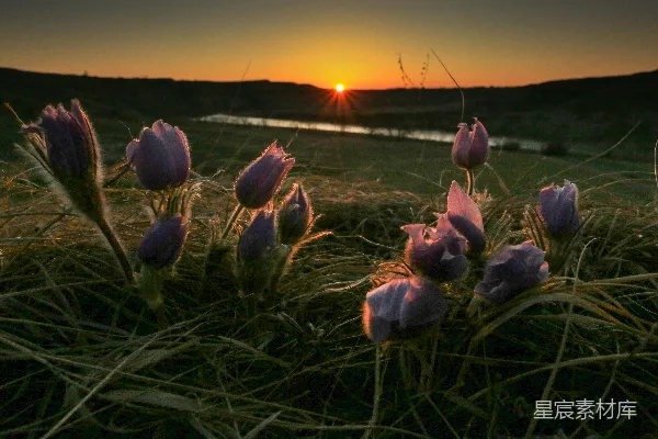高清摄影 夕阳下紫花绿草间