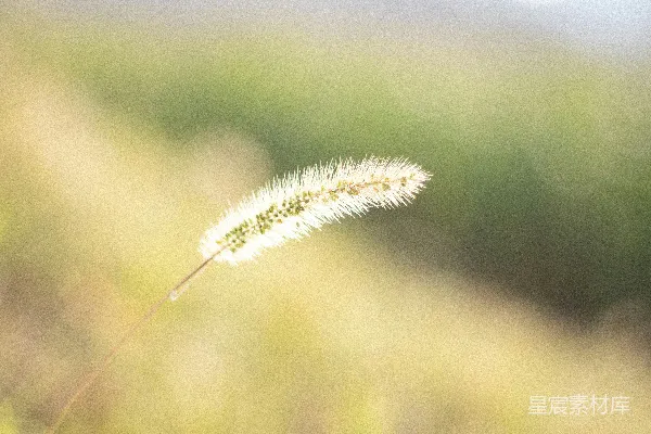 高清摄影 浅焦点摄影的白花