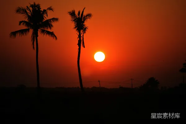 高清摄影 夕阳落在两棵棕榈树后