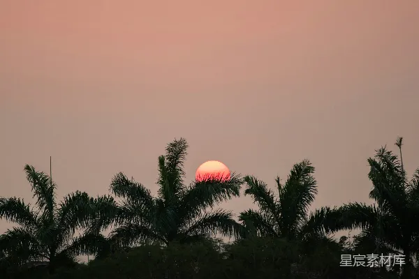 高清摄影 夕阳下的树影轮廓