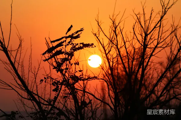 高清摄影 树上无叶的树枝后面太阳正在落山