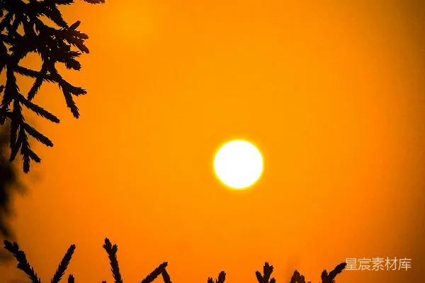 高清摄影 树后落下夕阳