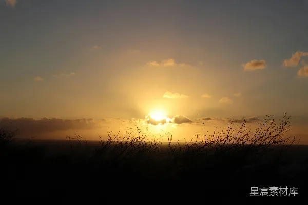 高清摄影 夕阳下的草影