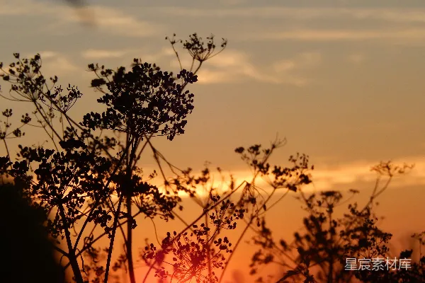 高清摄影 夕阳落在树冠的后面