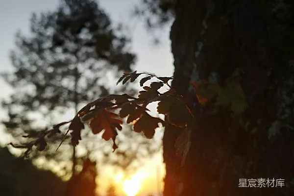 高清摄影 树旁的特写镜头，太阳在背景中。