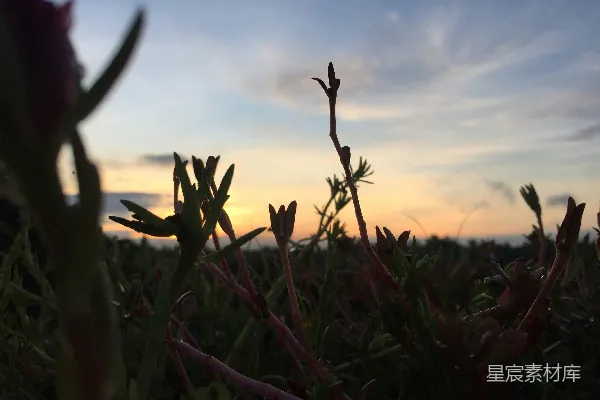 高清摄影 背景中的蓝天一片的植物田