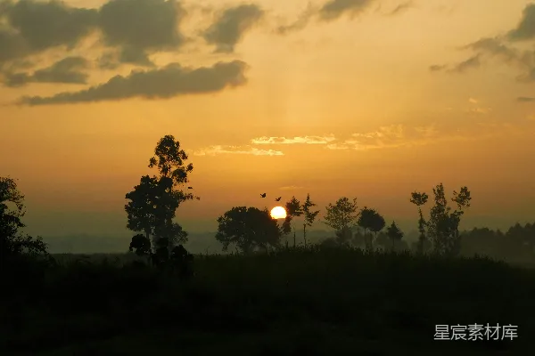 高清摄影 夕阳西下，一片田野上树木摇曳。