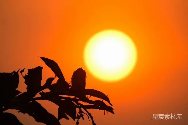 高清摄影 夕阳落在一棵树的枝桠后面