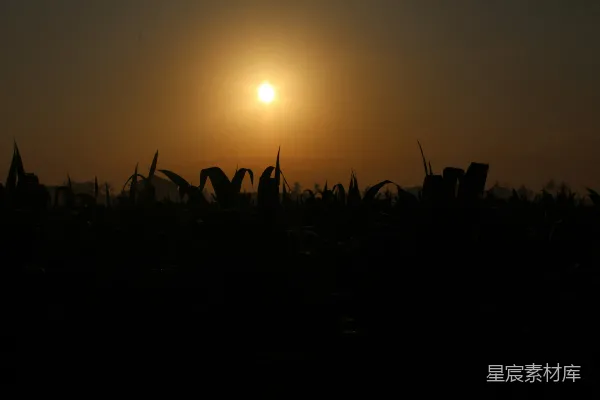 高清摄影 夕阳照耀在一片高高的草地上