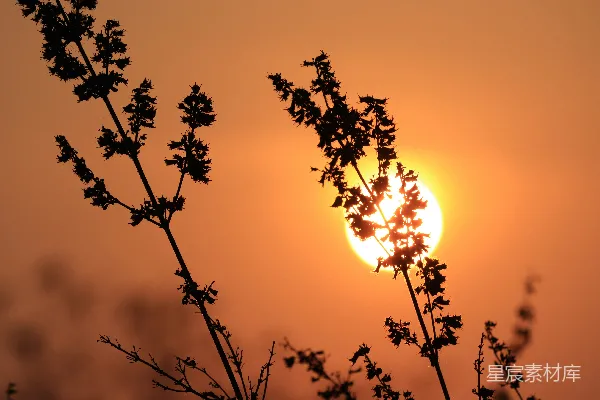 高清摄影 夕阳落在一棵树的枝桠后面