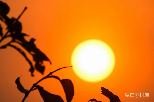 高清摄影 夕阳落在一棵树的枝桠后面