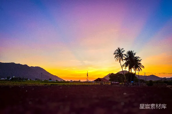 高清摄影 夕阳下棕榈树的轮廓