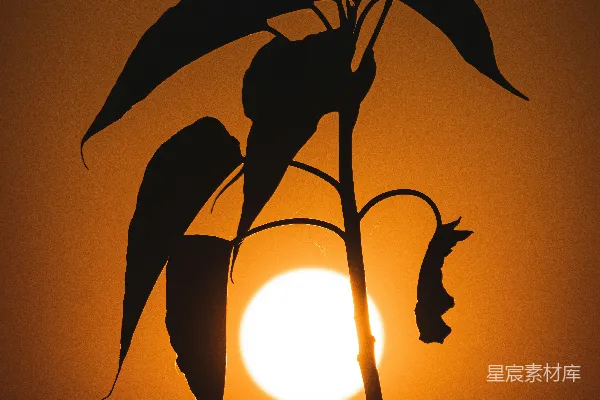 高清摄影 夕阳落在一棵树的枝干后面