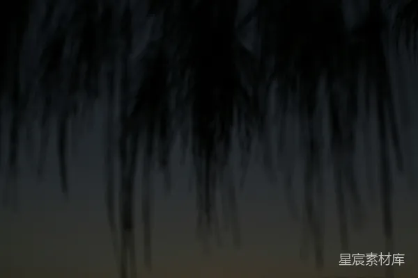 高清摄影 夕阳下的棕榈树轮廓