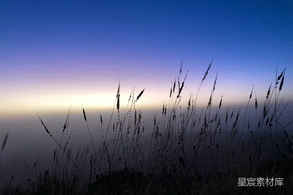 高清摄影 背景中的一片小麦田
