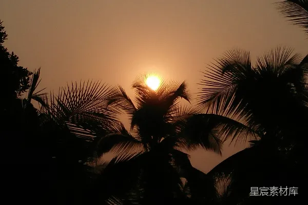 高清摄影 夕阳落在一些棕榈树后
