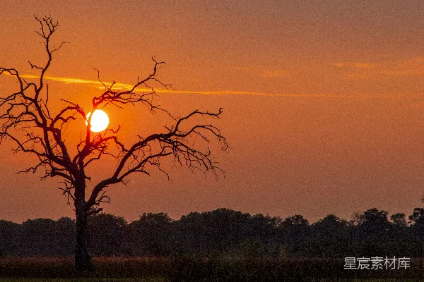 高清摄影 夕阳落在一片田野里的树后。