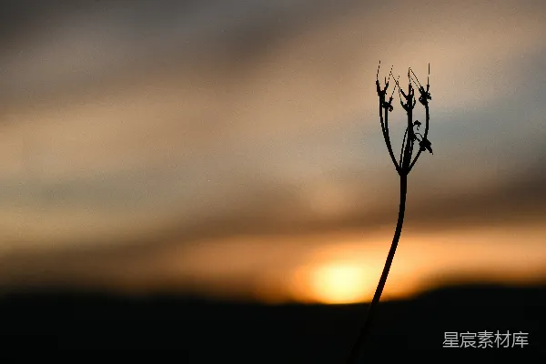 高清摄影 夕阳下植物的轮廓影子