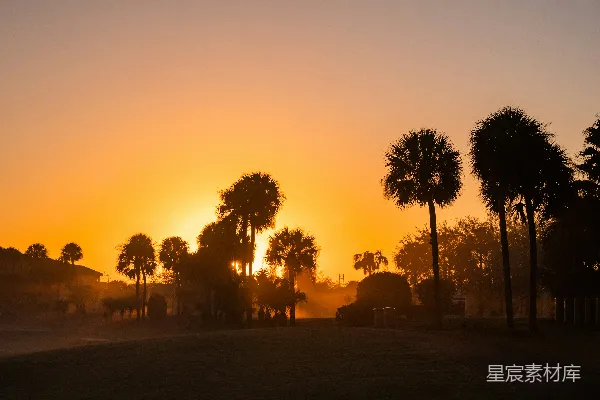 高清摄影 夕阳下的树影轮廓