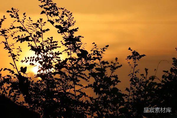 高清摄影 太阳正在一棵树的树枝后面落下。