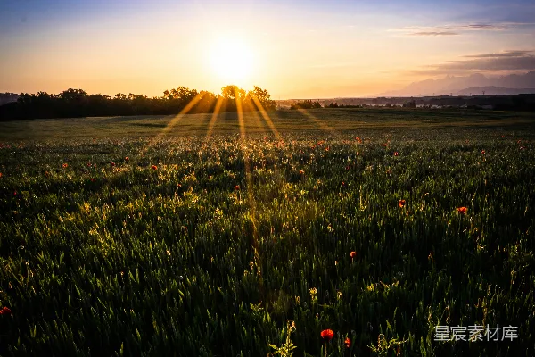 高清摄影 夕阳下的绿草 fields