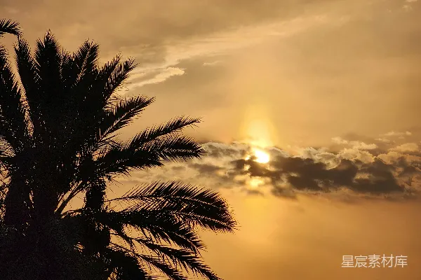 高清摄影 夕阳落在棕榈树后