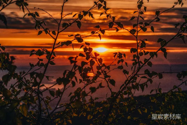高清摄影 夕阳在树梢后闪耀着 vibrant 的光芒。