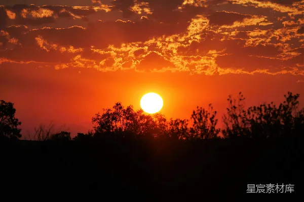 高清摄影 夕阳下的树影轮廓