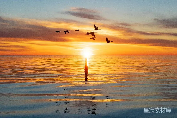 高清摄影 夕阳下海上的鸟群飞舞