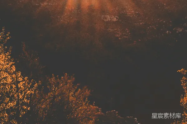 高清摄影 白天的树木