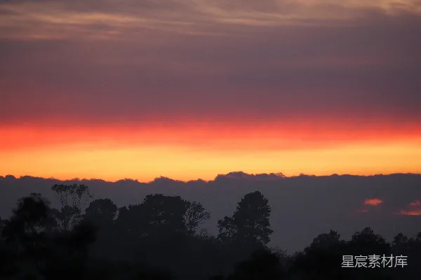 高清摄影 夕阳下的树影轮廓