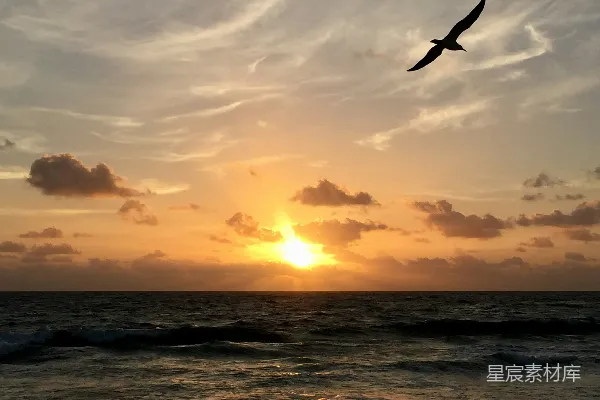 高清摄影 夕阳下一只鸟飞过海洋