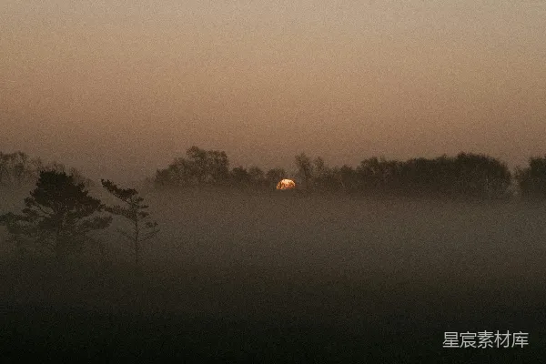 高清摄影 夕阳下的树影轮廓