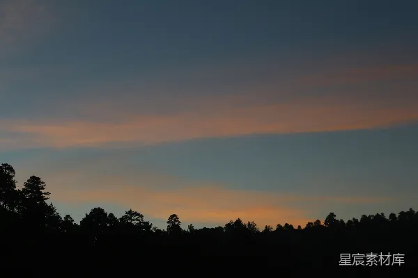 高清摄影 夕阳下树的轮廓