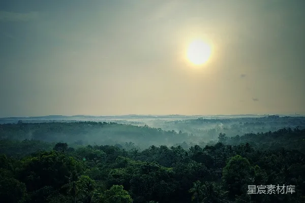 高清摄影 夕阳下的绿叶树